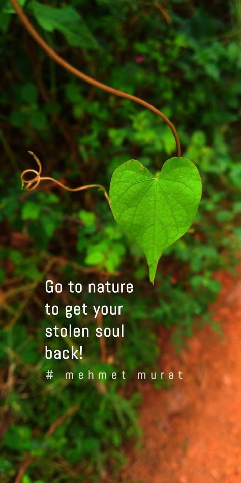 Natural Quotes Instagram, Natural Beauty Quotes Instagram, Leaf Quotes Nature, Leaf Captions For Instagram, Nature Lover Quotes Feelings, Morning Nature Quotes, Beautiful Weather Quotes, Flower Lover Quotes, Green Captions For Instagram