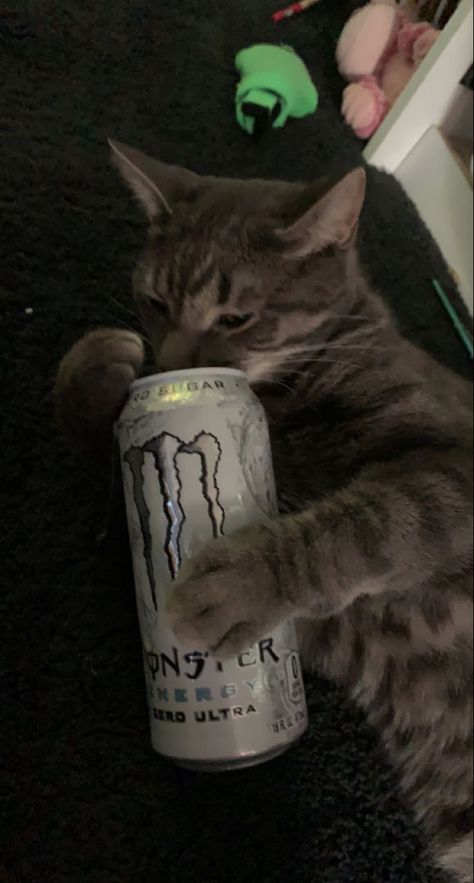 Cat Drinking Monster, Cat With Monster Energy, Monster Drink Pfp, Monster Energy Pfp, Monster Energy Drink Aesthetic, Monster Drink Aesthetic, Monster Pfp, Monster Energy Aesthetic, Monster Energy Drinks