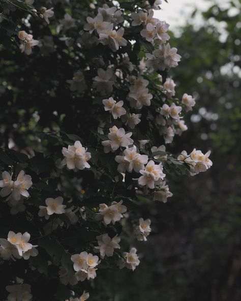 Jasmines Aesthetic, Jasmine Flower Aesthetic, Jasmine Core, Winter Jasmine, Flower Language, Jasmine Plant, Jasmine Flower, Flower Soft, Lucky Star