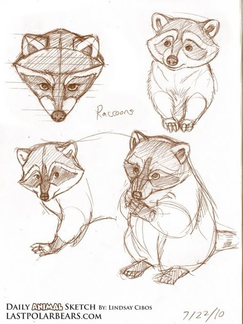 Drawing Wild Animals, Animal Art Drawing Sketches, Animal Anatomy Art, Racoon Sketch, Raccoon Sketch, Pet Sketch, Raccoon Drawing, Animal Sketch, Rough Sketches