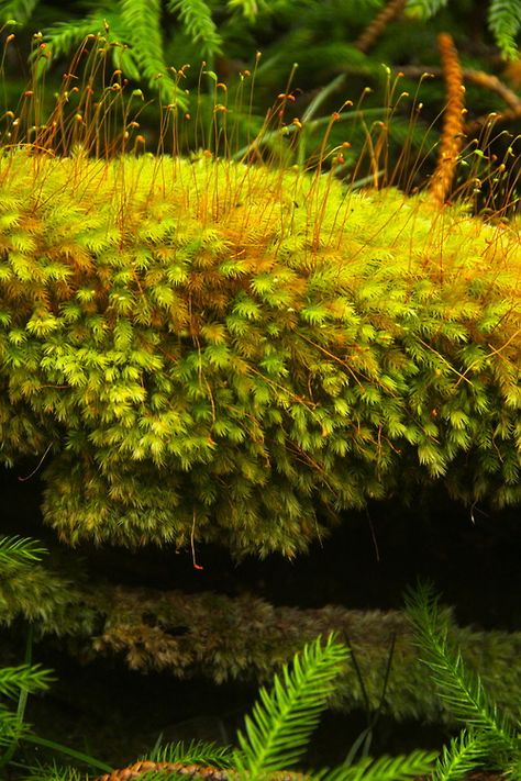 Natures Doorways Moss Photography, Lichen Moss, Moss Plant, Plant Fungus, Moss Garden, Forest Path, Nature Plants, Botany, Natural World