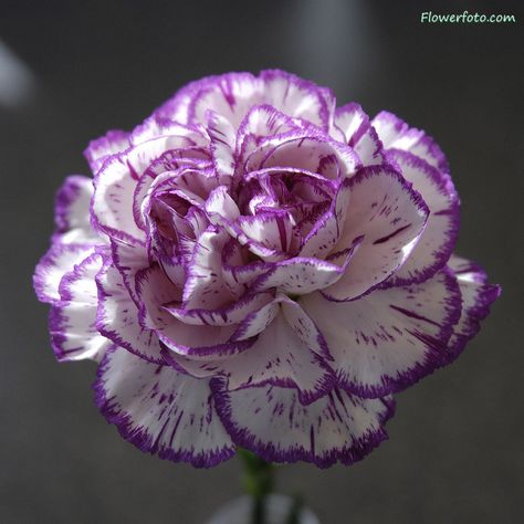 Purple Flowers Carnation Tattoo, Purple Carnations, January Birth Flowers, Bonsai Flower, Boquette Flowers, Amazing Gift Ideas, Purple Garden, Flowers Purple, Carnation Flower