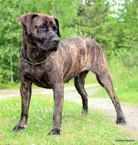 GARM DE CANARIO'S ECLIPSE → Presa Canario Presa Canario Mastiff, Presa Canario Puppy, King Corso Dog, Mastiff Dog Breeds, Cute Animal Tattoos, Dog Print Tattoo, Fit Dogs, Wallpaper Dog, Presa Canario