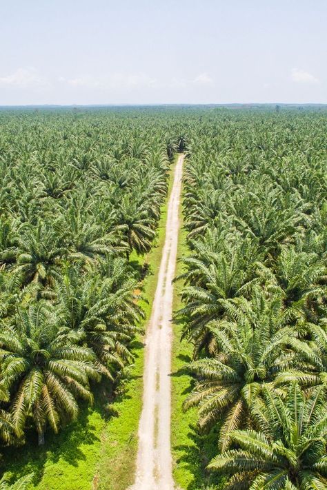 cultivated palm oil Oil Palm Tree, Palm Oil Deforestation, Agriculture Philippines, Palm Fruit Oil, Oil Substitute, Makeup News, Tropical Climate, Palm Oil Free Products, Palawan