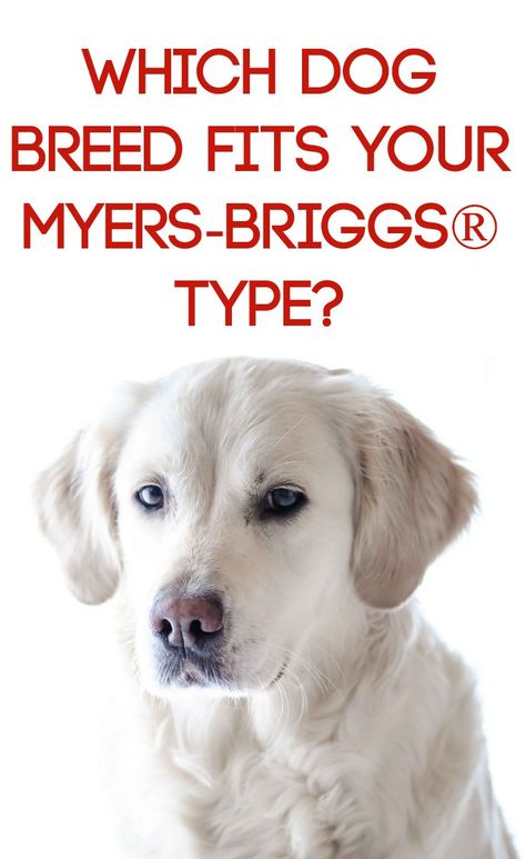 Isfj Personality, Meyers Briggs, Mbti Type, Infj Personality Type, Myers Briggs Personality Types, Myers–briggs Type Indicator, Myers Briggs Personalities, What Dogs, Infj Personality