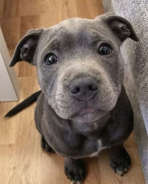 Staffordshire Terriers, Pet Memes, Very Cute Dogs, Cute Little Puppies, Perfect Photos, Pitbull Puppies, Doberman Pinscher, Cute Dogs And Puppies, Pit Bulls