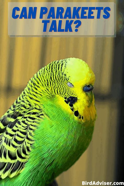 Parakeet Talking, Training Kit, Parakeets, Pet Birds, Parrot, Birds, Wonder, Train, Pet