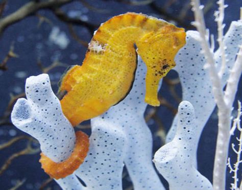 A Beginner's Guide to Keeping Seahorses Pet Seahorse, Saltwater Aquarium Beginner, Seahorse Aquarium, Reef Aquascaping, Seahorse Tank, Saltwater Fish Tanks, Seahorse Art, Sea Horses, Online Pet Store