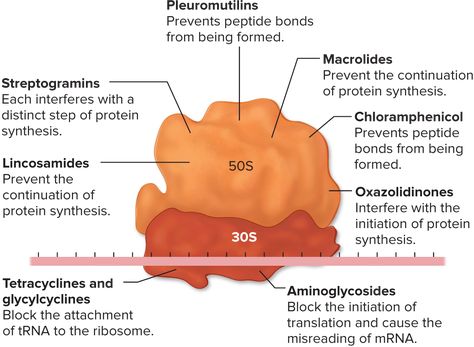 Eukaryotic cells possess 80S ribosome. Ribosomes Notes, Biology Ideas, Anaerobic Respiration, Biochemistry Notes, Peptide Bond, Eukaryotic Cell, Study Biology, Protein Synthesis, Biochemistry