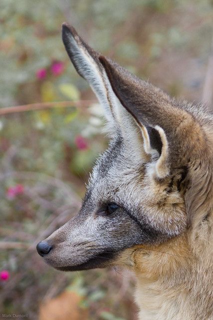 Bat Eared Fox | Mark Dumont | Flickr Fox Species, Bat Eared Fox, Fox Bat, Wild Kingdom, Fox Ears, Pet Bunny, Fox Art, Wild Dogs, African Animals