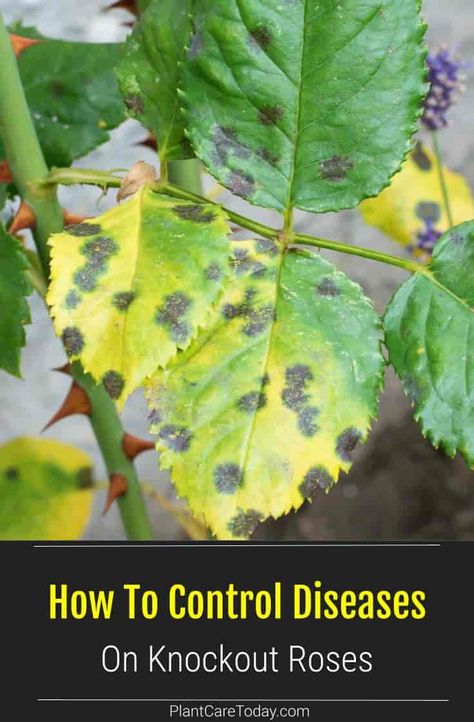 What Disease Is Affecting My Knock Out Roses? Knock Out Roses Care, Knockout Roses Care, Rosette Disease, Rose Diseases, Black Spot On Roses, Knock Out Roses, Homemade Bug Spray, Homestead Gardening, Green Bug