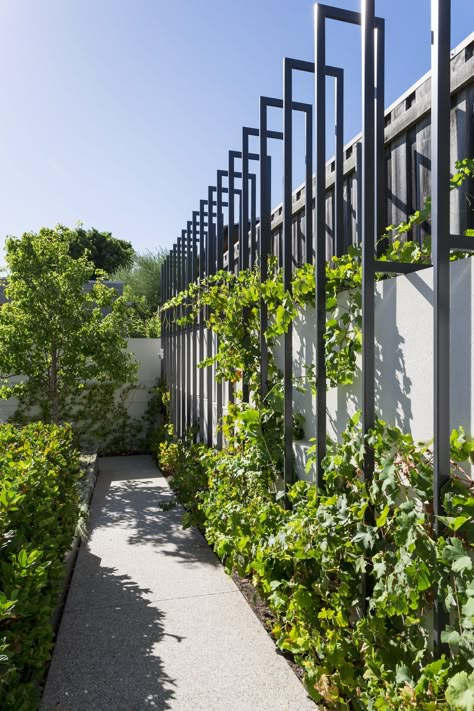 Fence Design With Plants, Trellis Wall Garden, Walled Garden Design, Garden Feature Wall, Creeper Wall, Unique Wall Ideas, Boundary Wall Designs, Gabion Wall Design, Boundry Wall