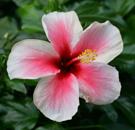 Hawaii State Flower, Growing Hibiscus, Flower Hawaii, Hawaii Hibiscus, Hawaii Aesthetic, Hawaii Flowers, Hawaii Pictures, Hibiscus Plant, Hawaiian Hibiscus