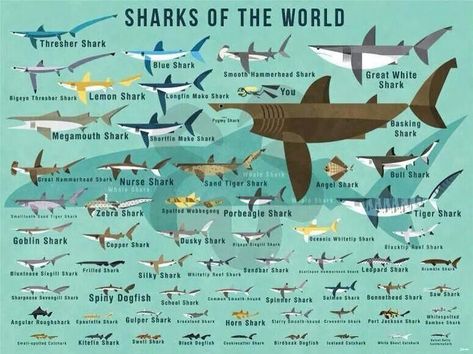 Why Are All Shark Species Important? | North Shore Shark Adventures Dusky Shark, Megamouth Shark, Silky Shark, Zebra Shark, Diver Art, Thresher Shark, Basking Shark, Shark Facts, Nurse Shark