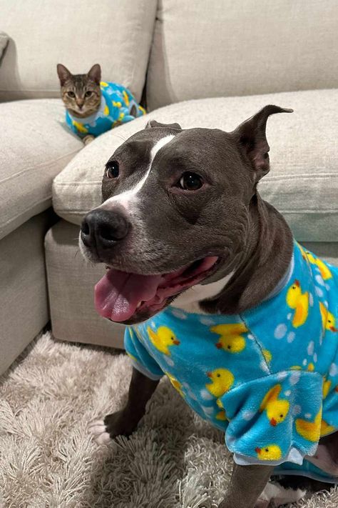 Pit Bull and Cat, Who Are ‘Best Friends,’ Cuddle Every Day — Watch! Pitbull And Cat Friends, Pit Bulls In Clothes, Pitbull And Cat, Madeline Core, Friends Cuddle, Pit Bull Puppies, Pitt Bull, Dream Dog, Calm Dogs