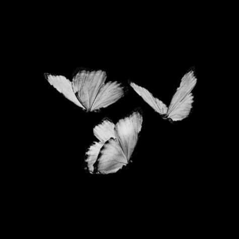 Black Butterflies Aesthetic, Butterflies Black And White, Bride Theme, Four Wings, Ig Icons Highlights Aesthetic, 3 Butterflies, Butterfly Black And White, White Butterflies, Black App