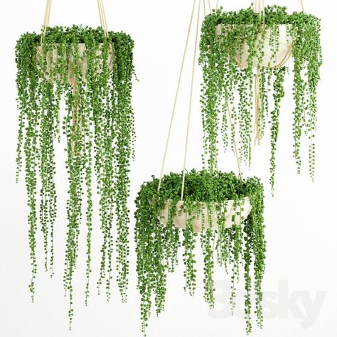 String Of Pearls Plant 1 Low Maintenance Indoor Plants, Hanging Plants Outdoor, Hanging House, Hanging Plants Diy, String Of Pearls Plant, Plants Hanging, Plants Ideas, Hanging Plants Indoor, Garden Types