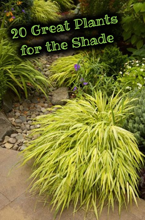 Full Shade Plants, Tropical Backyard Landscaping, Plants Uk, Shade Garden Plants, Zen Garden Design, Woodland Plants, Tropical Backyard, Japanese Garden Design, Shade Perennials