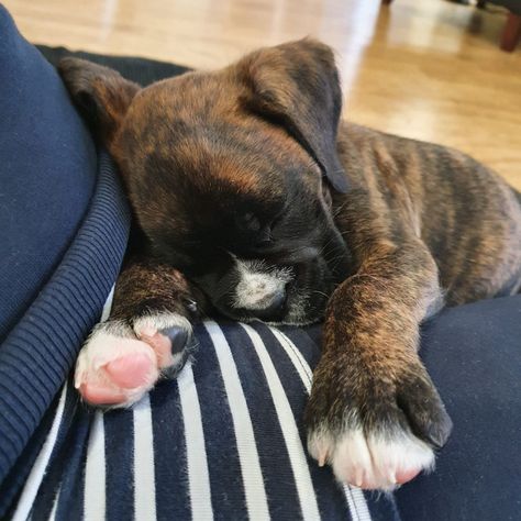 Sleeping brindle boxer puppy - 7 weeks and 4 days old. Brindle Boxer Dogs, Boxador Puppies, Brindle Boxer Puppies, Boxer Dogs Brindle, Cute Boxer Puppies, Boxer Pup, Boxer Breed, Brindle Boxer, Dog Carrier Sling