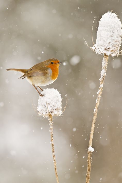 Robin (Erithacus rubecula) on teasel in snow | Phil Winter | Flickr Robin In Snow, Winter Images Nature, Winter Photography Nature, Robin Photography, John 1 16, Grace Upon Grace, Snow Animals, Snow Photography, Winter Images