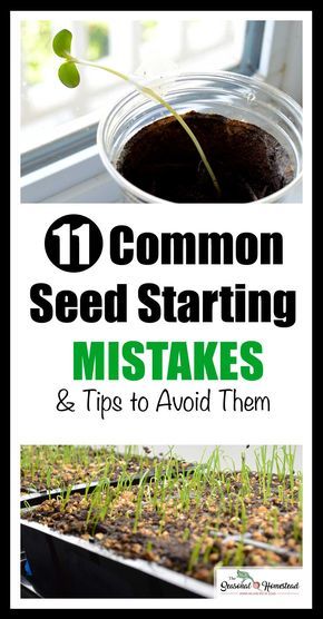 Starting Seeds, Starting Seeds Indoors, Aquaponics System, Home Vegetable Garden, Seed Starting, Veggie Garden, Gardening For Beginners, Raised Beds, Growing Vegetables