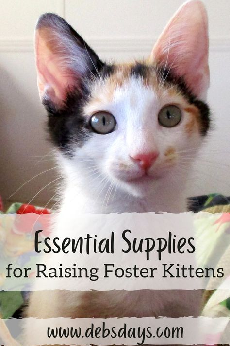 Deb's Days: Raising Foster Kitten Essential Supplies Fostering Kittens Setup, Kitten Room Set Up, Foster Cat Room Ideas, Kitten Foster Room, Foster Kitten Room Ideas, Cat Foster Room, Foster Kittens Setup, Foster Kitten Room, Kitten Fostering