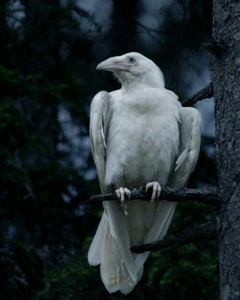 White Raven, White Crow, Crows And Ravens, Albino Animals, Raven Art, Crows Ravens, Animal Reference, Animal References, The Crow