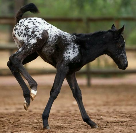 Black Appaloosa, Joseph Dreams, Gorgeous Horses, Horse Coats, Appaloosa Horses, Anatomy For Artists, Baby Horses, Miss Usa, White Blanket