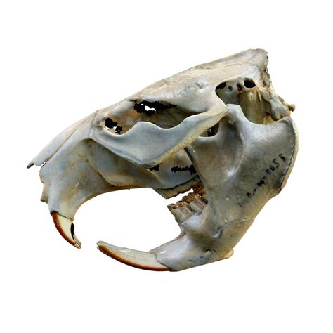 Beaver skull 3D models download,and view in VisionPro, Meta Quest - Freecreat Beaver Skull, Herbivorous Animals, White Rhinoceros, Apple Vision Pro, Shark Hat, Stone Chimney, Vision Pro, Amazon Parrot, Mixed Reality