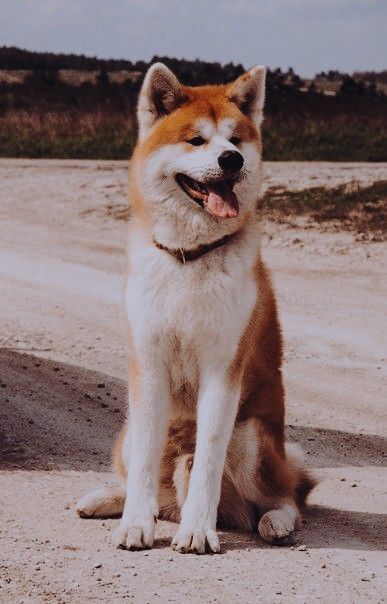 Pomeranian Dogs, Best Guard Dogs, Japanese Akita, Dog Minding, Akita Inu, Japanese Dogs, Akita Dog, Shiba Inu Dog, Pomeranian Dog