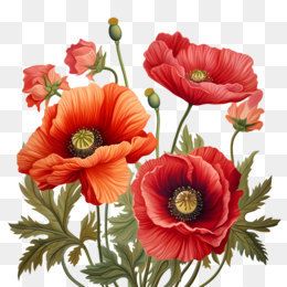 International Tea Day, Poppy Flower Painting, Tea Day, Flower Transparent, Flower Poppy, Poppy Bouquet, Illustration Flower, Png Free Download, Floral Png