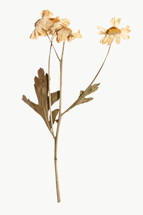 Dried daisy flower design element | free image by rawpixel.com / Teddy Rawpixel Dry Flower Sticker, Dry Flowers Aesthetic, Dried Flowers Stickers, Dried Flowers Png, Dried Flowers Aesthetic, Dried Daisies, Daisy Flower Design, Png Flower, Aesthetic Journal