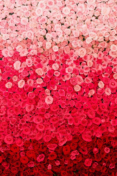 Rose Backdrop Wedding, Ombre Wedding Decor, Rose Backdrop, Weddings Mexico, Mexico Weddings, Ombre Rose, Wedding In Mexico, Bridal Shower Photos, Ombre Wedding