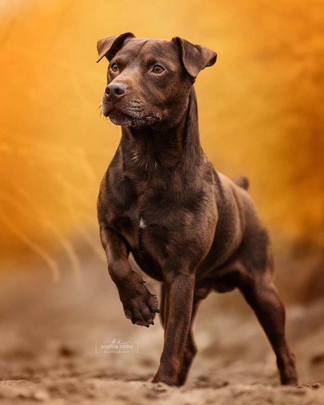 Pitbull Photography, Working Terrier, Fit Dogs, Patterdale Terrier, Dog Anatomy, Purebred Dogs, Pitbull Puppies, Sporting Dogs, Outdoor Dog