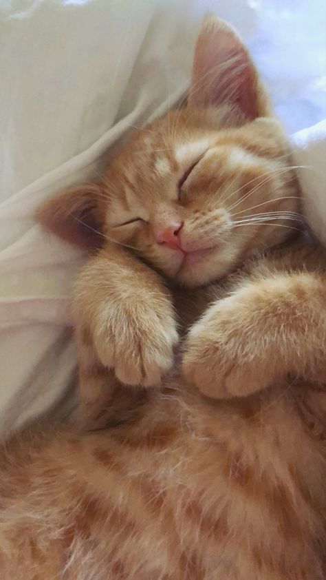 Orange Kitten, Ginger Kitten, Orange Kittens, Orange Cats, Cute Cats Photos, Cat Aesthetic, Funny Cute Cats, Cute Cats And Dogs