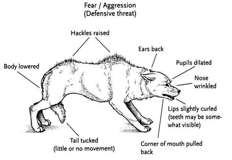 The Only Way to Calm an Aggressive Dog | PawLeaks Pack Of Wolves, Fantasy Authors, Survival Instinct, Aggressive Dog, Modern Dog, Animal Behavior, Sleeping Dogs, High Fantasy, Dog Show