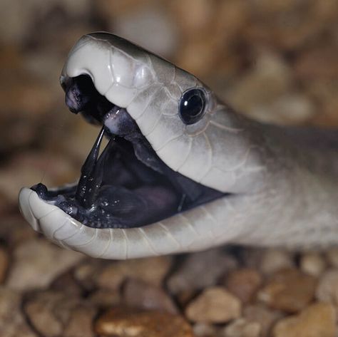 Get to know the black mamba – one of the word's deadliest snakes  — BBC Wildlife Magazine Black Mamba Aesthetic, Snake Reference, Black Mamba Snake, Wildlife Magazine, The Black Mamba, Dragon Anatomy, Snake Art, Aw Yeah, Pretty Animals