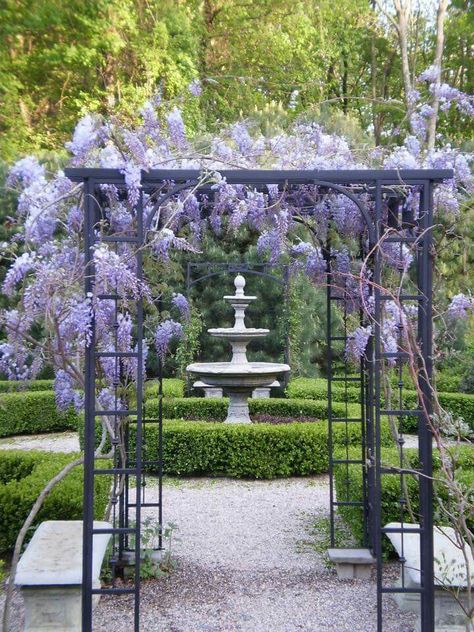 Wisteria, Plantsville Pine Gardens Magical Courtyard, Wisteria Arbor, Wisteria Sinensis, Wisteria Pergola, Wisteria Garden, Pine Garden, Courtyard Gardens, Pergola Garden, Garden Vines