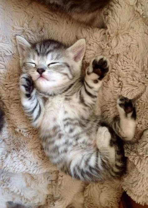 Kitty Sleeping, Love Kittens, Cute Small Animals, Cats Photos, Cute Little Kittens, Puppies And Kitties, Silly Cats Pictures, Puppies And Kittens, Cute Cats Photos