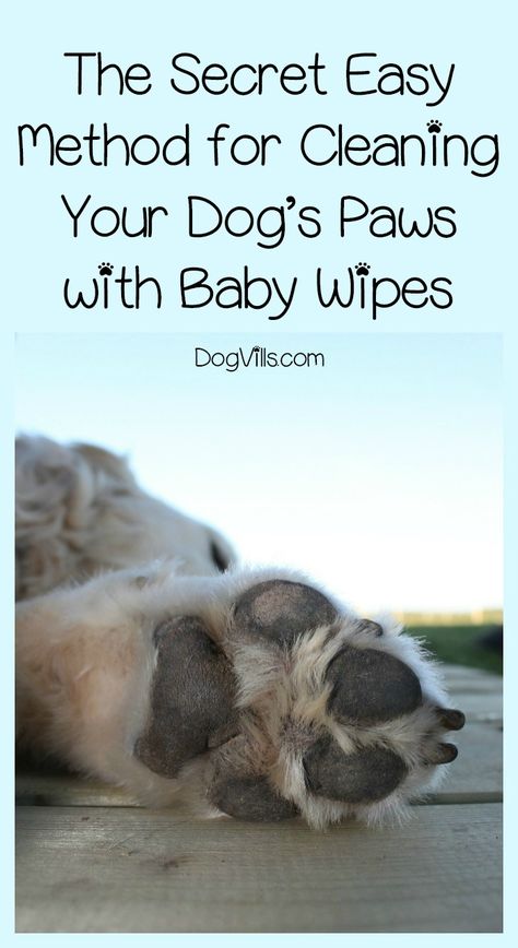 Can plain old baby wipes really clean your dog’s paws effectively? The answer may surprise you! Check it out! Dog Paw Cleaner Diy, Cleaning Dog Paws, Dogs Paws, Therapy Dog Training, Working Dogs Breeds, English Dogs, Dog Remedies, Paw Cleaner, Clean Cleaning