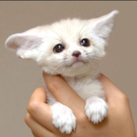 Fennec fox pup Fennec Fox Baby, Fennec Fox, Pretty Animals, Baby Animals Funny, Baby Fox, Cute Fox, Cute Animal Pictures, Cute Creatures, Sweet Animals