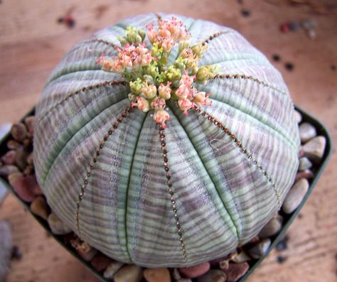 Baseball Euphorbia (Euphorbia obesa) - to 8", This interesting succulent plant has a rounded shape like a baseball. Its gray-green flesh is marked with burgundy stripes. Living Stone Plant, Kaktus Dan Sukulen, Cactus Seeds, Stone Plant, Bonsai Seeds, Succulent Seeds, Succulent Art, Succulent Gardening, Unusual Plants