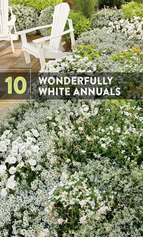 White Flower Front Yard Landscaping, White Trailing Flowers, White Cottage Garden Flowers, Landscaping With White Flowers, White House With Landscaping, White Flowers In Garden, Pink And White Landscaping, White Flower Combinations, White Flowers For Front Yard