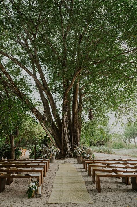 Beach Wedding Ceremony Under Giant Palm Tree with Wooden Benches, Gold Details, Green Palms, and Dried Pampas #weddingceremony #ceremony #beachwedding #beachweddingideas #beachweddinginspo #outdoorwedding #destinationwedding #beachweddingceremony #ceremonyaltar #woodenbenches #happilyeverafter #ceremonydecor #weddingflorals #weddingaisle #weddingarch #weddingseating #weddingsetup #weddingdecor #weddingdesign #weddingdetails #weddingvenue #beachweddingvenue Wedding Ceremony On Gravel, Wood Bench Wedding, Beach Wedding Benches, Wedding Benches Seating Outdoor Ceremony, Micro Wedding Ceremony Seating, Wooden Benches Wedding, Wooden Benches Outdoor Wedding, Bench Ceremony Seating, Wooden Bench Wedding