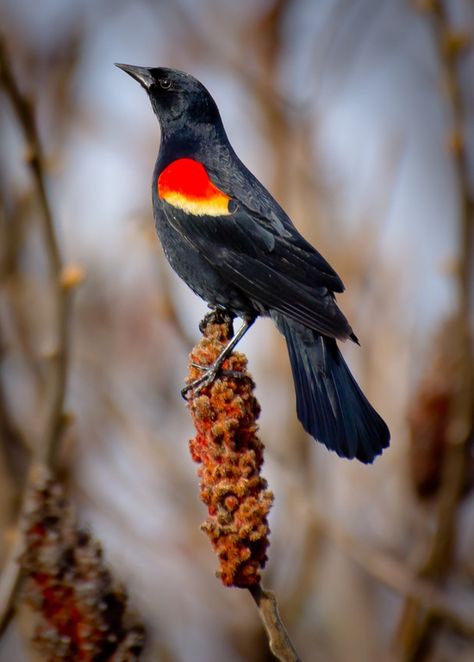 The Red-winged Blackbird is sexually dimorphic; the male is all black with a red shoulder and yellow wing bar, while the female is a nondescript dark brown. Seeds and insects make up the bulk of their diet.The Red-winged Blackbird inhabits open grassy areas. It generally prefers wetlands, and inhabits both freshwater and saltwater marshes, particularly if cattail is present. Bird Flying, Yellow Feathers, Black Birds, Kinds Of Birds, Airbrush Art, Backyard Birds, All Birds, Bird Pictures, Exotic Birds