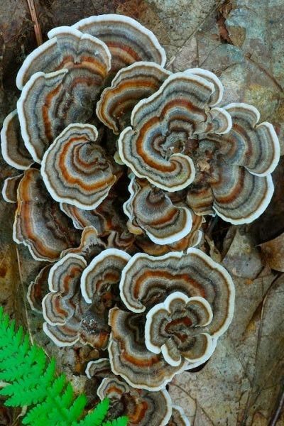 Mushroom Underside, Mushrooms Photography, Deadly Mushrooms, Black Mushrooms, Different Mushrooms, Mushroom Patterns, Mushroom Photography, Fantastic Fungi, Edible Fungi