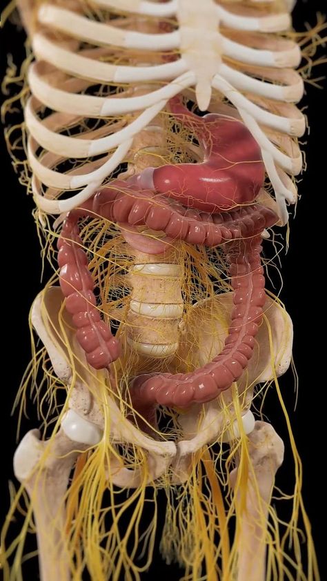 Human Anatomy Model, Nervous System Anatomy, Human Digestive System, Basic Anatomy And Physiology, Anatomy Models, Human Body Anatomy, Medical School Essentials, Muscle Contraction, Medical Anatomy