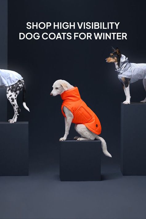 Dog Braces, Dog Life Vest, Dog Brand, Dog Winter Clothes, Dog Light, Dog Winter Coat, Dog Fashion, Dog Raincoat, Dog Branding