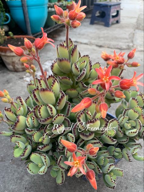 Replanting Succulents, Suculent Plants, Cactus House Plants, Succulent Garden Design, Succulent Garden Diy, Colorful Succulents, Succulent Gardening, Succulents Indoor, Unusual Plants