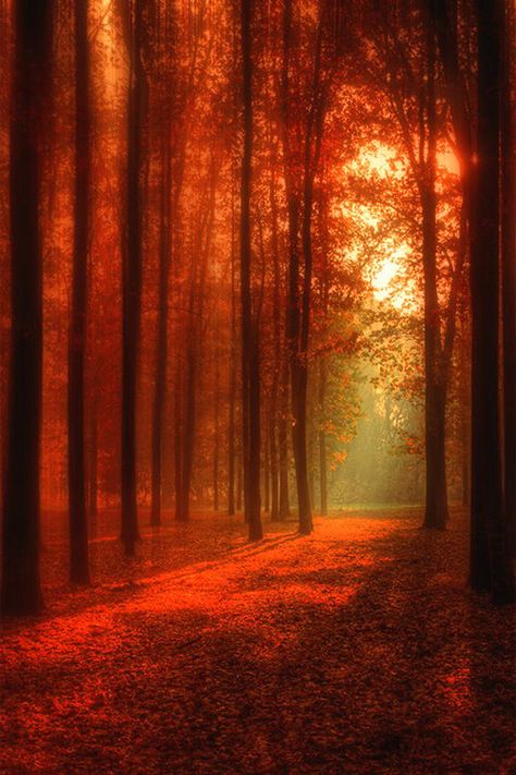 More photography here Fantastic Fungi, Orange Forest, Red Nature, Red Autumn, Autumn Sunset, Woods Forest, Velvet Carpet, Autumn Scenes, Orange Aesthetic